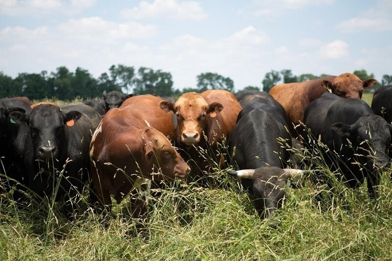 Regenerative_Farming_Practices_Michigan_Grass_Fed_Beef